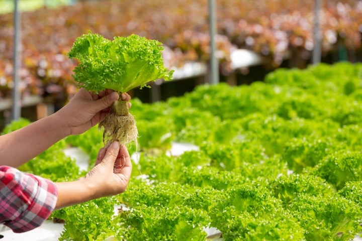 hydroponic plants techniques