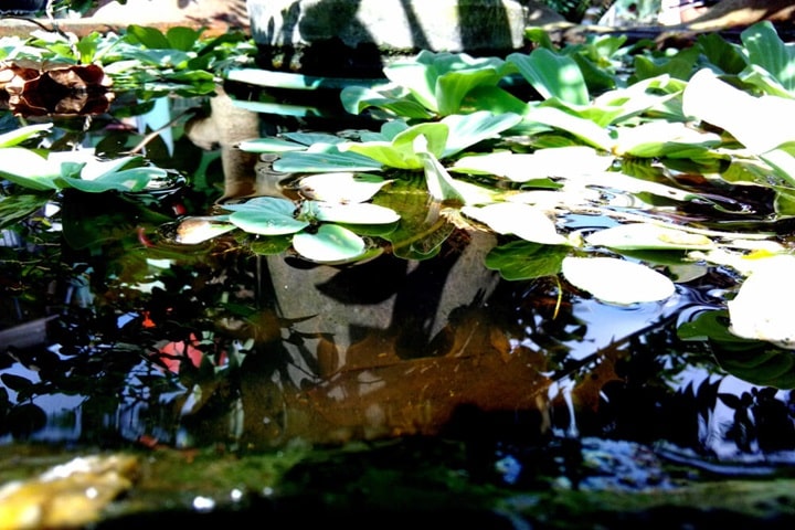 floating pond plants for uk small ponds