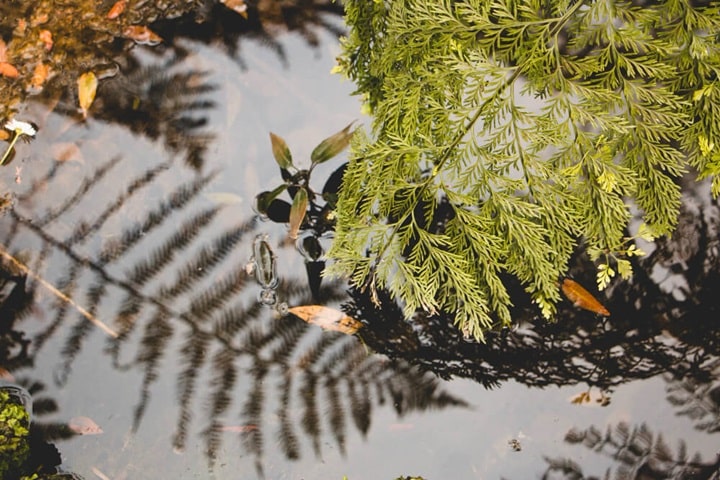 pond plants for small ponds