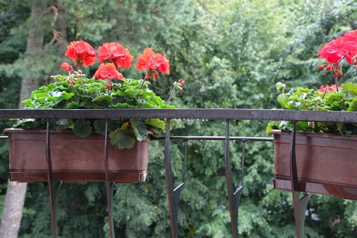 plants for terraced garden ideas