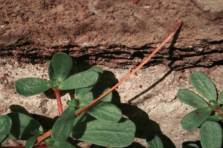troubleshooting trench composting