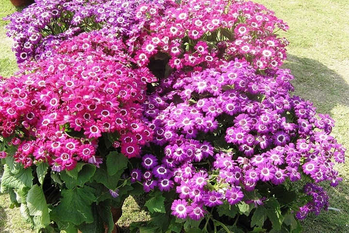 cineraria plant care