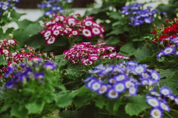 cineraria plant grow from seed