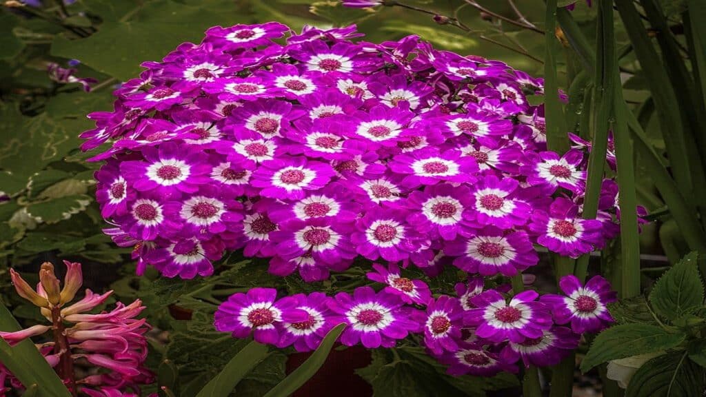 cineraria plant name