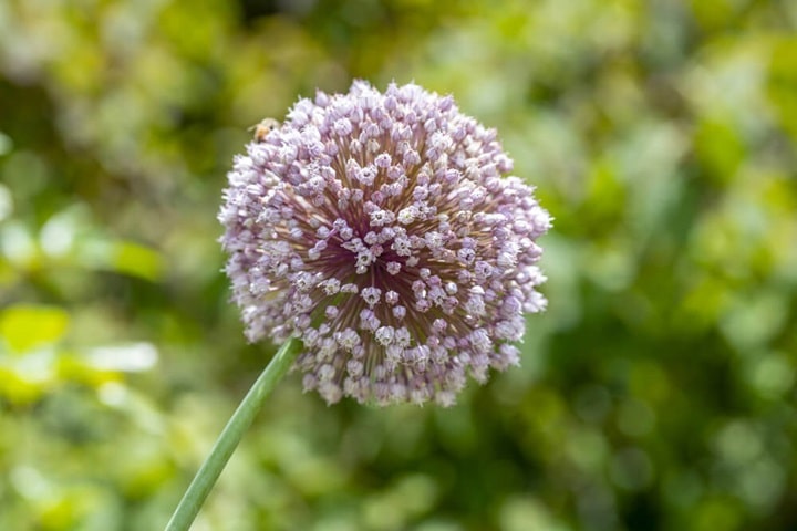 cut flower garden alliums