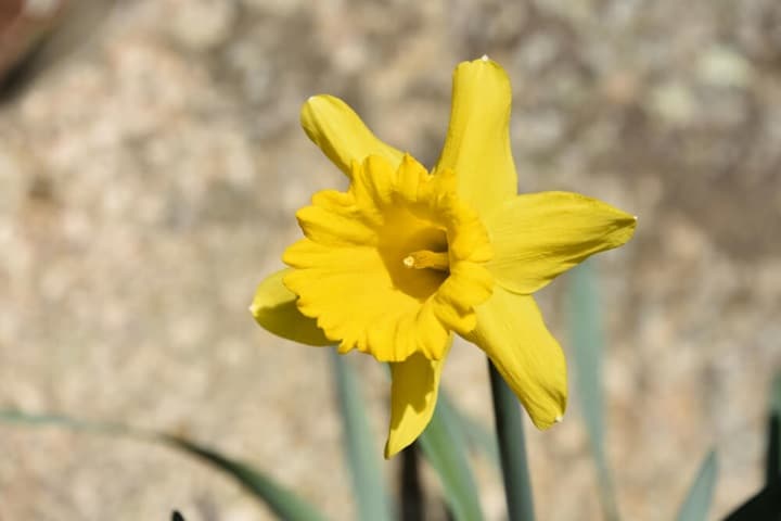 cut flower gardens daffordils