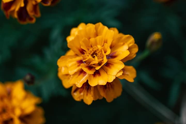cut flower garden marigolds