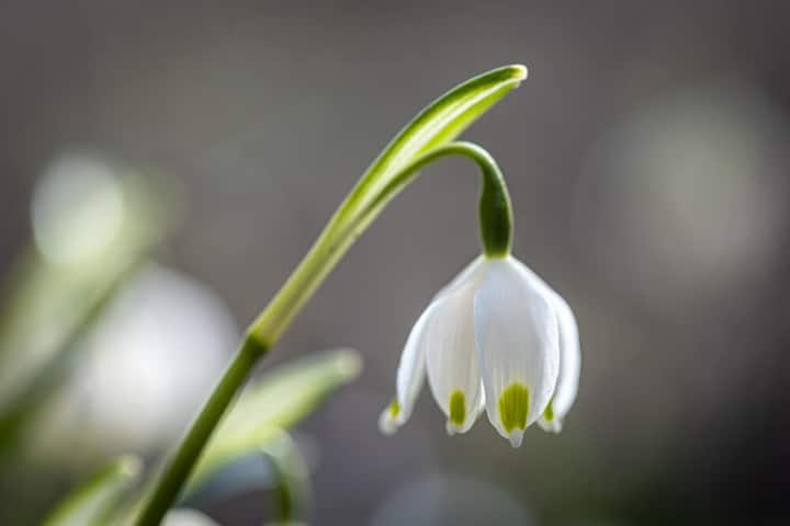 cut flower gardens snowdrops