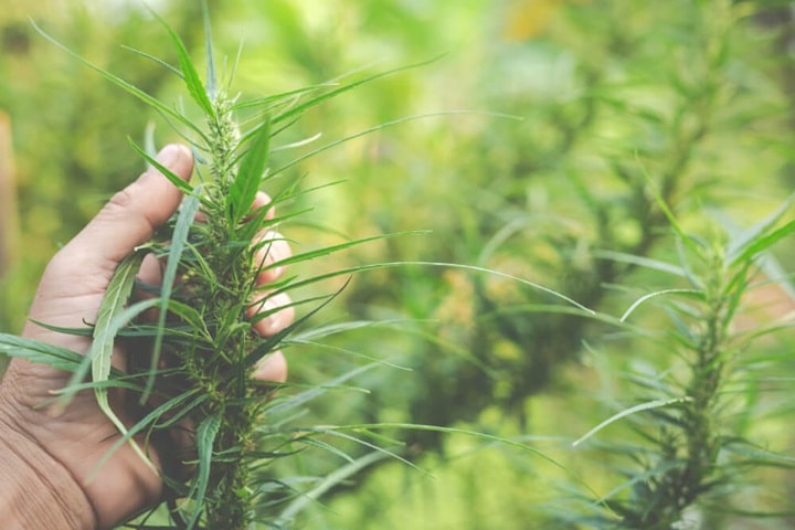 hemp as natural fibre crops