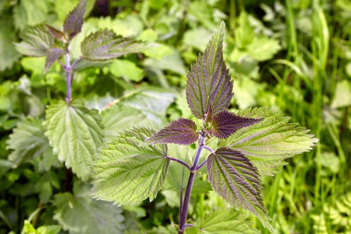 nettles as natural fibre crops