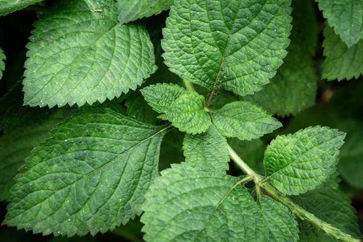 nettles for natural dye plants