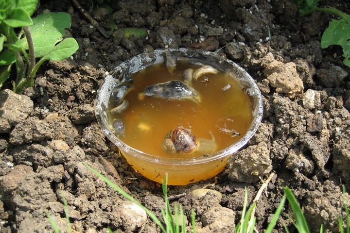 how to stop slugs eating plants beer traps