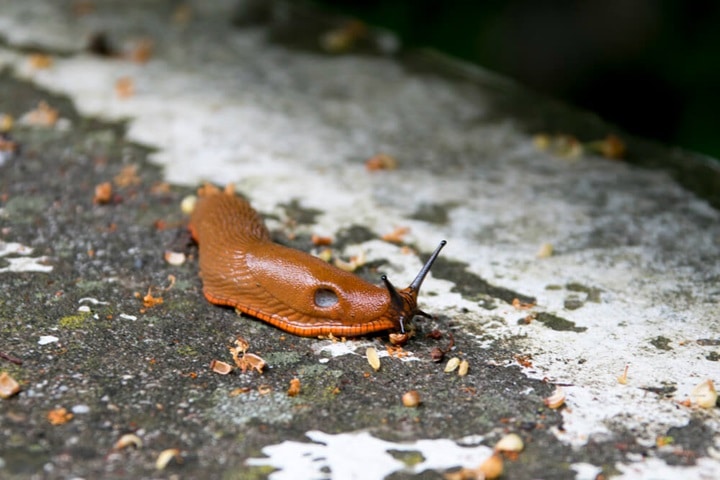 slug repellents on how to stop slugs eating plants