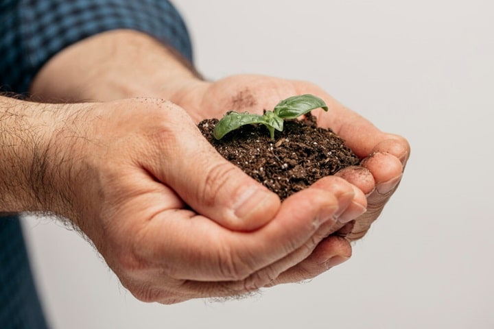 healthy ecosystem on how to stop slugs eating plants