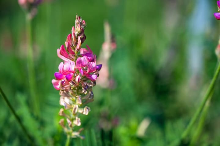 slug resistant plants for how to stop slugs eating plants