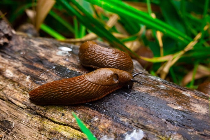 how to stop slugs eating plants slug zone