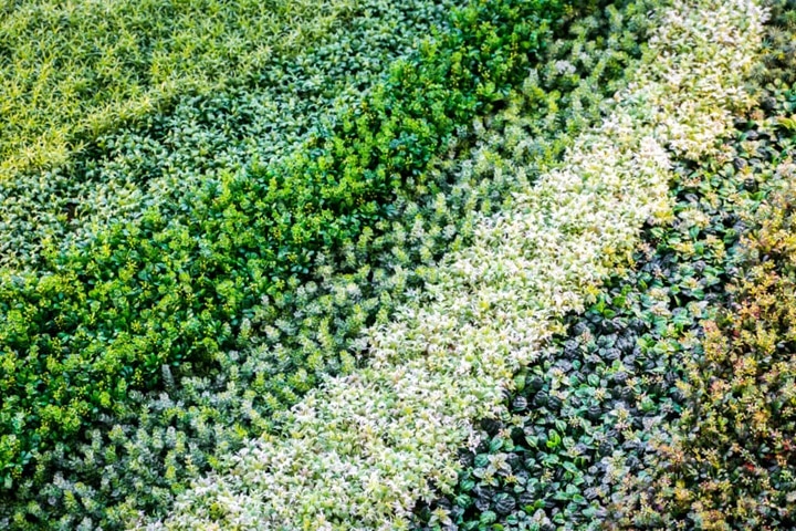 microclimates alleviate frost pockets