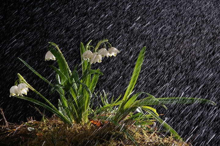 how to make rain gardens