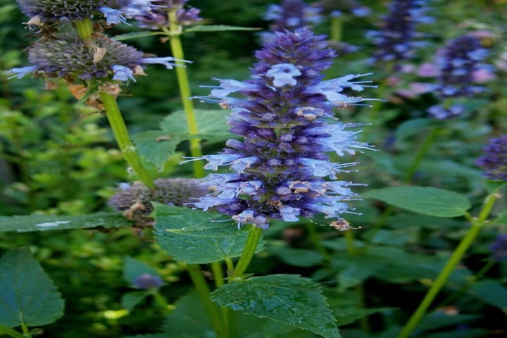 how to propagate agastache