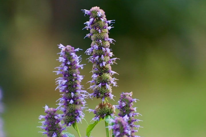 agastache problems how to plant