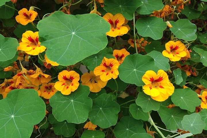 nasturtium companion plants