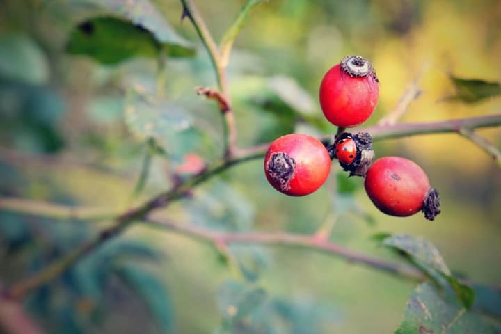 benefits and uses for rose hips