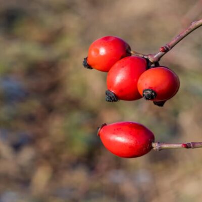 rose hips