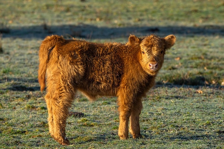 cows and cattle for what animals can i keep in my garden