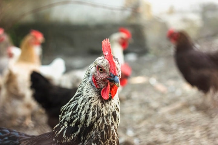 what animals can i keep in my uk garden chickens