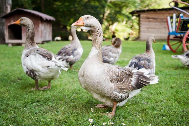 what animals can i keep in my garden geese