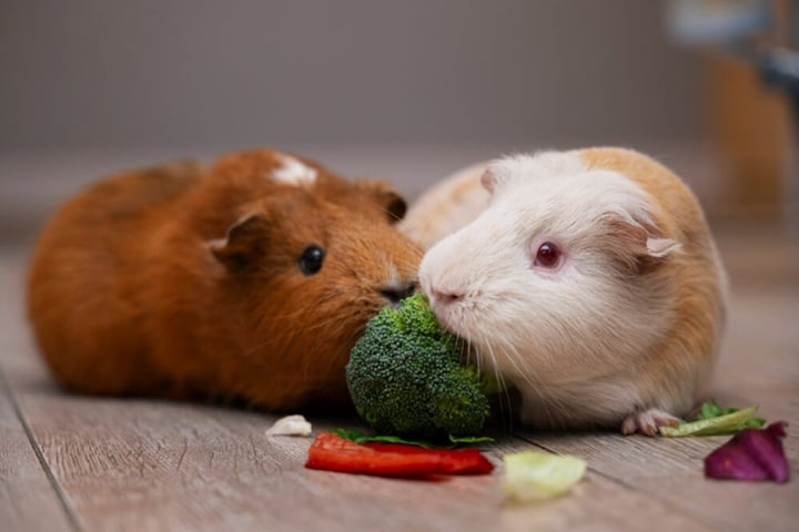 what animals can i keep in my garden guinea pigs