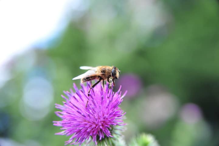 what animals can i keep in my garden honeybees