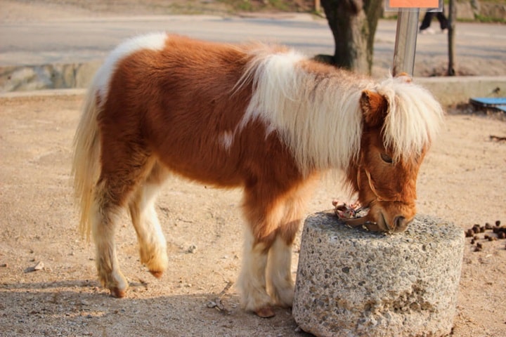 what animals can i keep in my garden ponies