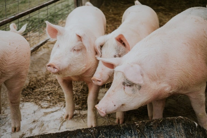 pigs for what animals can i keep in my garden