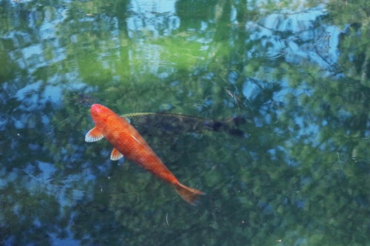 fish for what animals can i keep in my garden uk
