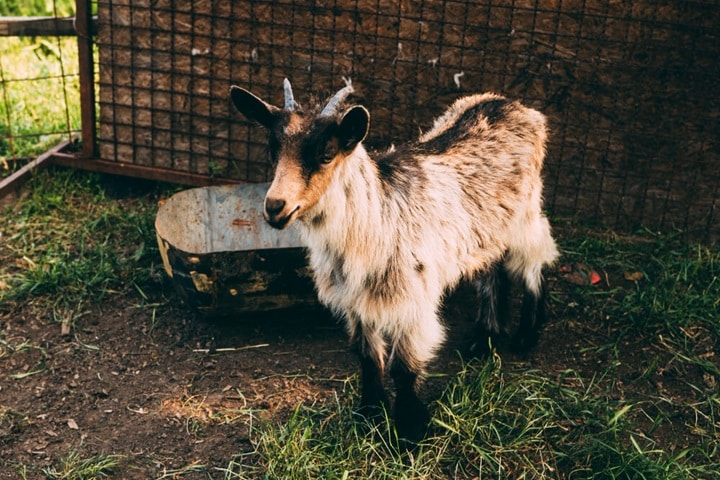 pygmy goats for what animals can i keep in my garden