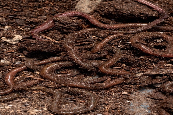 worms for what animals can i keep in my garden