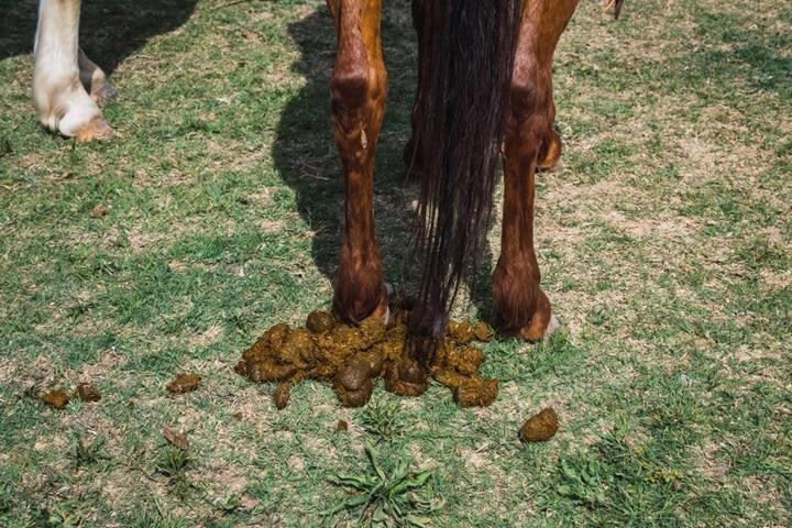 what plants dont like horse manure fertiliser