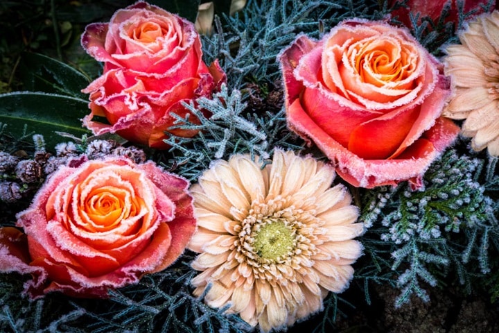 what plants dont like horse manure roses and dahlias