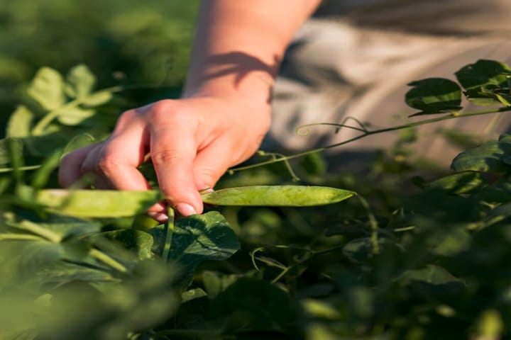 when to sow peas and plant out