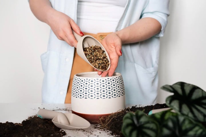 when to sow seeds in containers