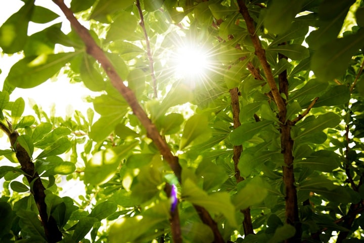 light needs on when to sow seeds