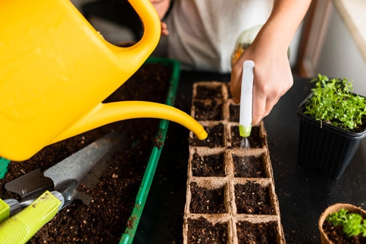 when to sow seeds watering