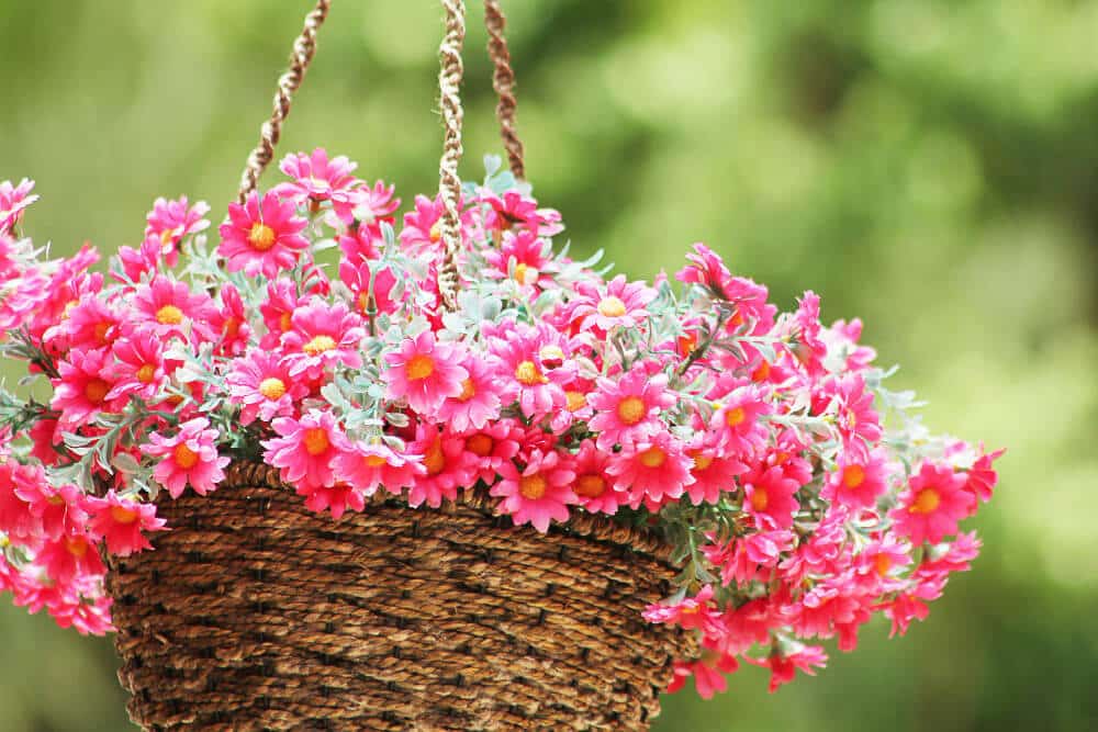 how to plant a hanging basket choosing right growing medium