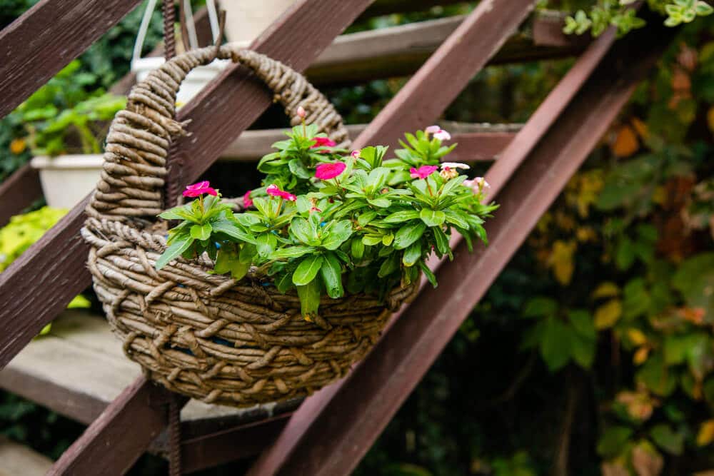 best flowers for hanging baskets