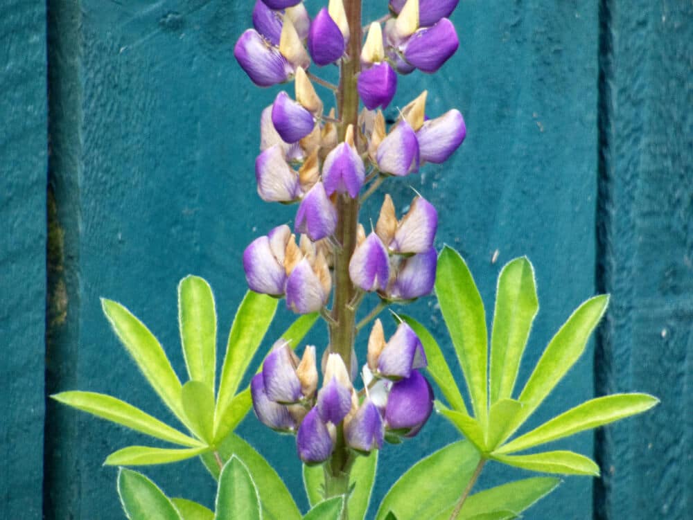 lupins nitrogen fixing plants