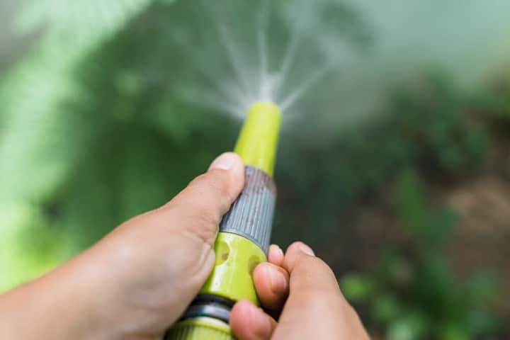 best time to water plants effectively