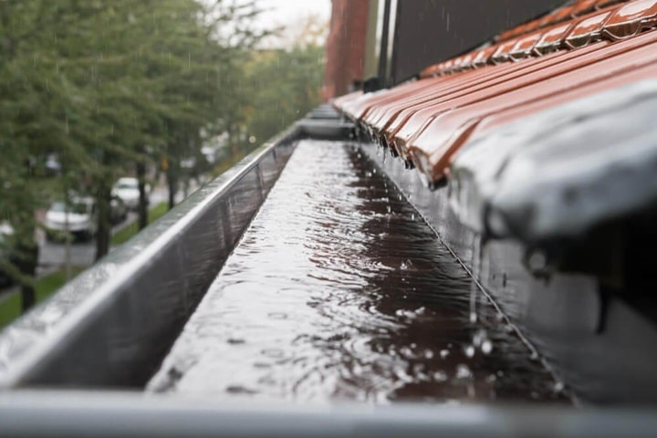 best time to water plants collect rainwater
