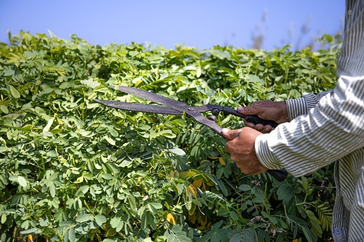 hedge cutting how to