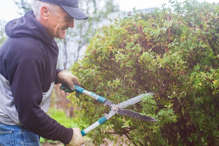 when can you cut hedges